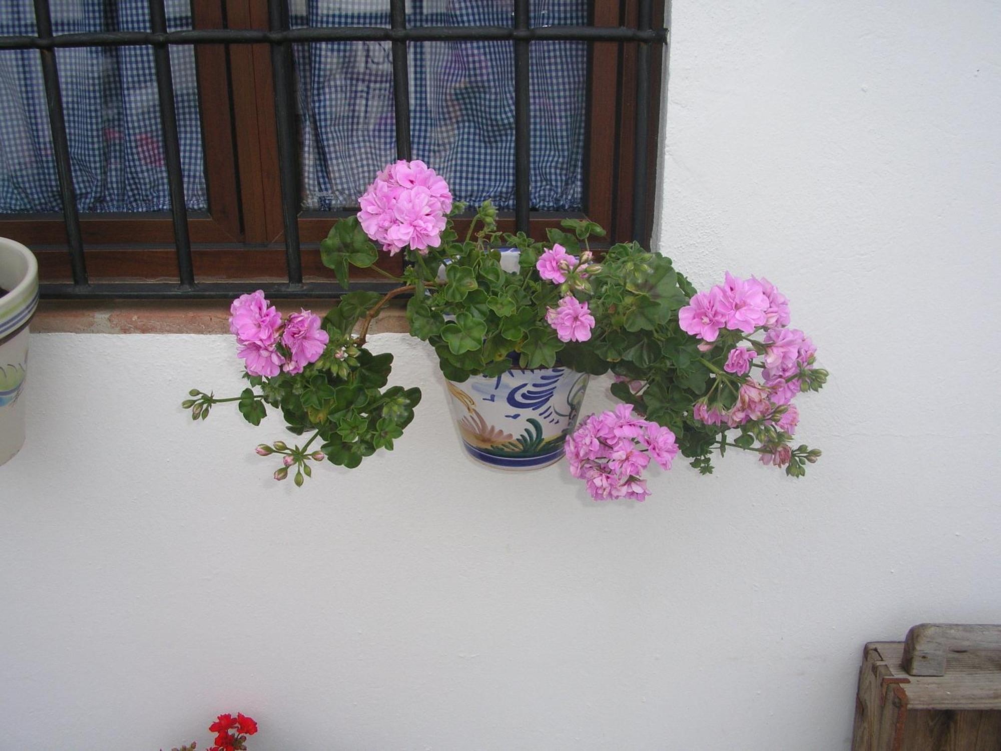 Alanís Casa Rural Y Restaurante Casa Adrianoゲストハウス エクステリア 写真